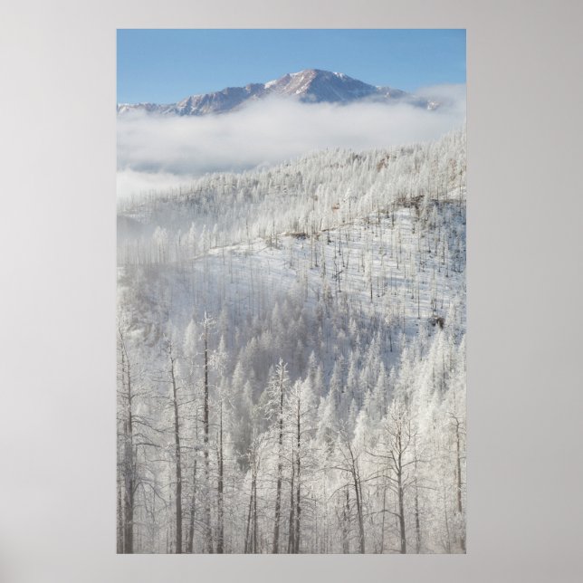 Winter in Pike National Forest Poster (Vorne)