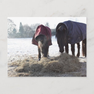 Winter in Rural Hertfordshire, England Postkarte