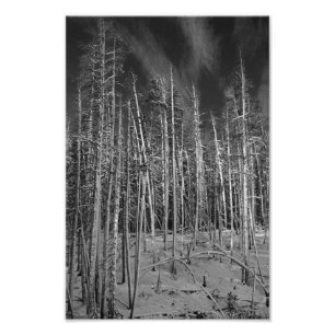 Winter-Kiefern in Yellowstone Fotodruck