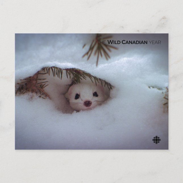 Winter - Kurz-geschliffenes Weasel Postkarte (Vorderseite)