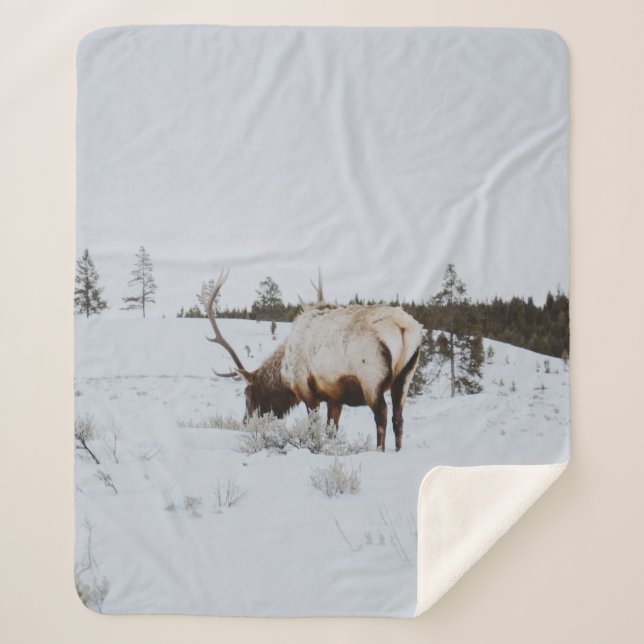 WINTER LANDSCAPE WITH A DEER SHERPADECKE (Vorderseite)