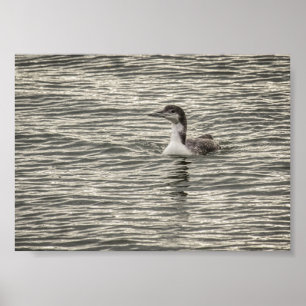 Winter Loon Conesus See Birds Grau Archiv Poster