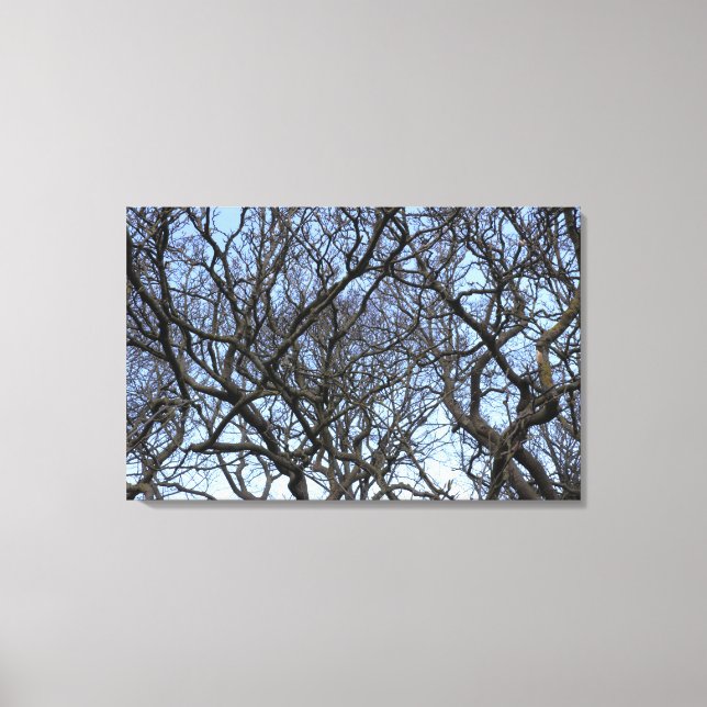 Winter Magnolia Branchen im Frühjahr Leinwanddruck (Vorderseite)
