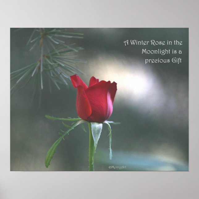 WInter Moonlight Rose Poster: ROSE & PROSE 20x16 Poster (Vorne)
