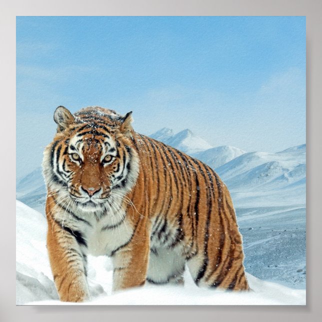 Winter Nature Foto Schnee Tiger Mountains Plakat (Vorne)