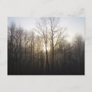 Winter-Nebel-Sonnenaufgang-Naturfotografie Postkarte