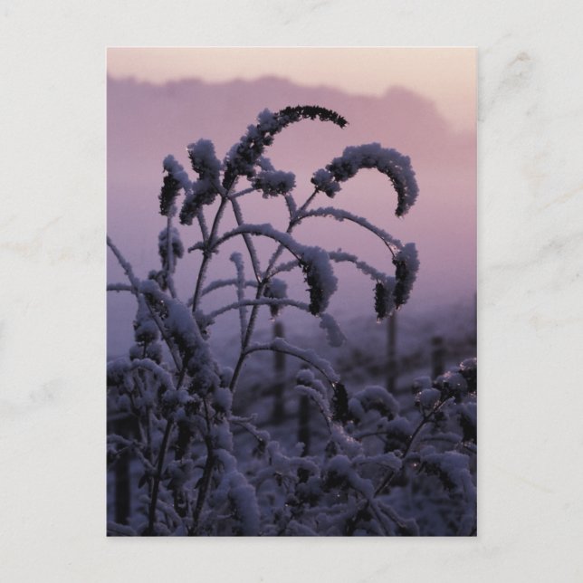 Winter, Norfolk, England - Postkarte (Vorderseite)