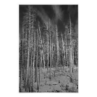 Winter Pines in Yellowstone Fotodruck