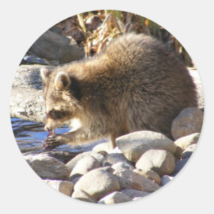 Winter Raccoon ~ Aufkleber