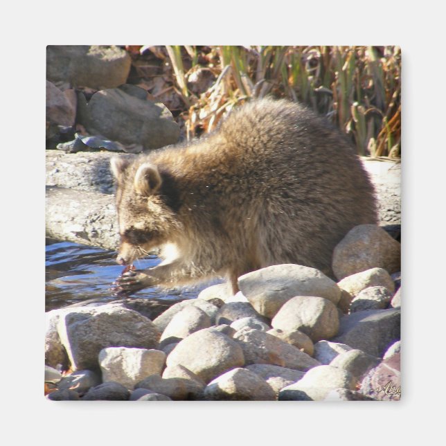 Winter Raccoon ~ Magnet (Vorne)