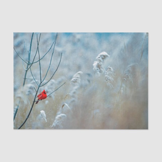 Winter Red Kardinal Snow Foto Seidenpapier (Vorderseite)