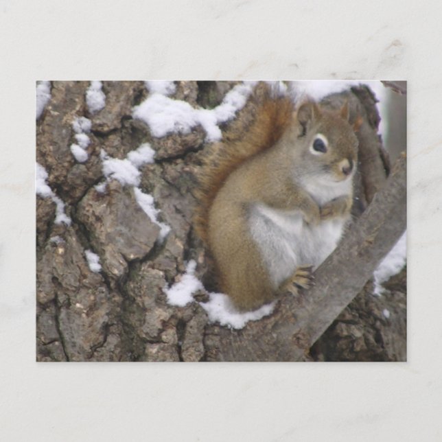 Winter Red Squirrel Postkarte (Vorderseite)
