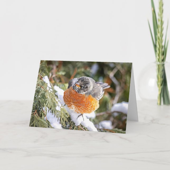 Winter Robin Christmas Card Feiertagskarte (Vorderseite)