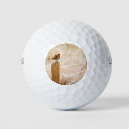 Winter Robin RedBrust Golfball