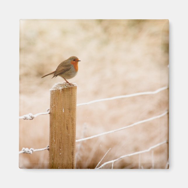 Winter Robin RedBrust Magnet (Vorne)