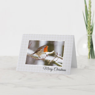 Winter Robin Weihnachtskarte Karte