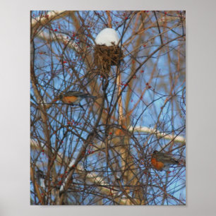 Winter Robins Snowy Nest Poster