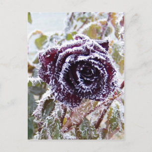 Winter Rose 2 Postkarte
