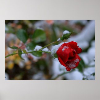 Winter-Rose Poster