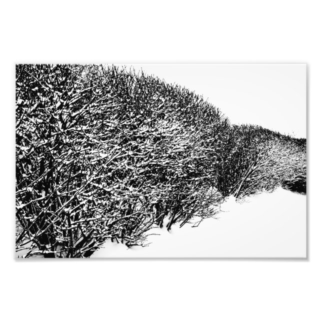 Winter’s Hedge Fotodruck (Vorne)