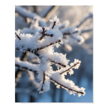 Winter-Schnee-Frostiger-Zweig-Sonnenlicht
