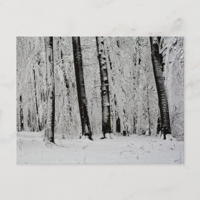 Winter-Schneebäume   -     - Postkarte (Vorderseite)