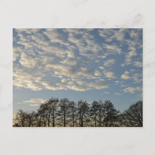 Winter Sky Postkarte (Vorderseite)