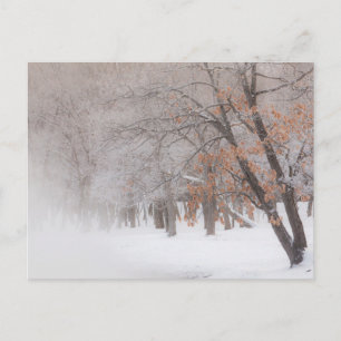Winter Snow Lake Kussharo Postkarte