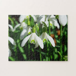 Winter Snowdropps Frühling Blume Bulb Bouquet