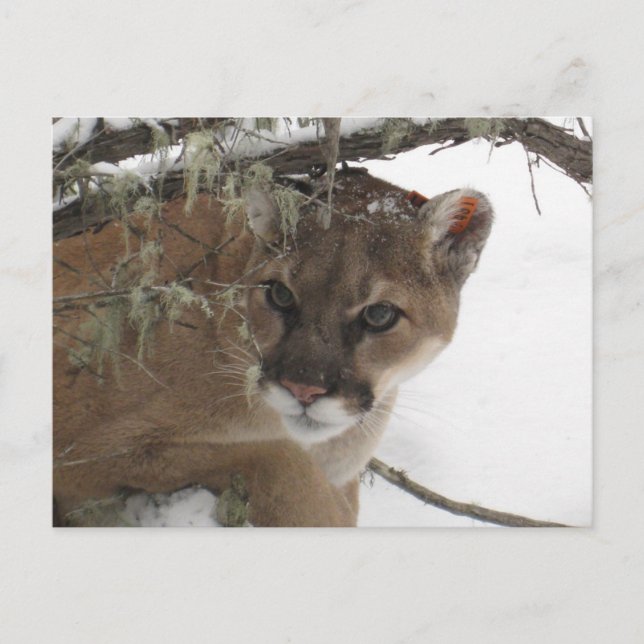 Winter Snowy Cougar (Puma Concolor) Fotografie Postkarte (Vorderseite)