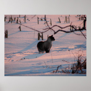 Winter Sunset Kitty im Maisfeld Poster
