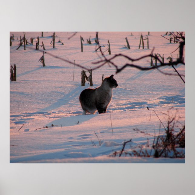 Winter Sunset Kitty im Maisfeld Poster (Vorne)