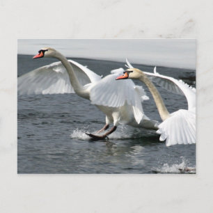 Winter Swans Landing Postcard Postkarte