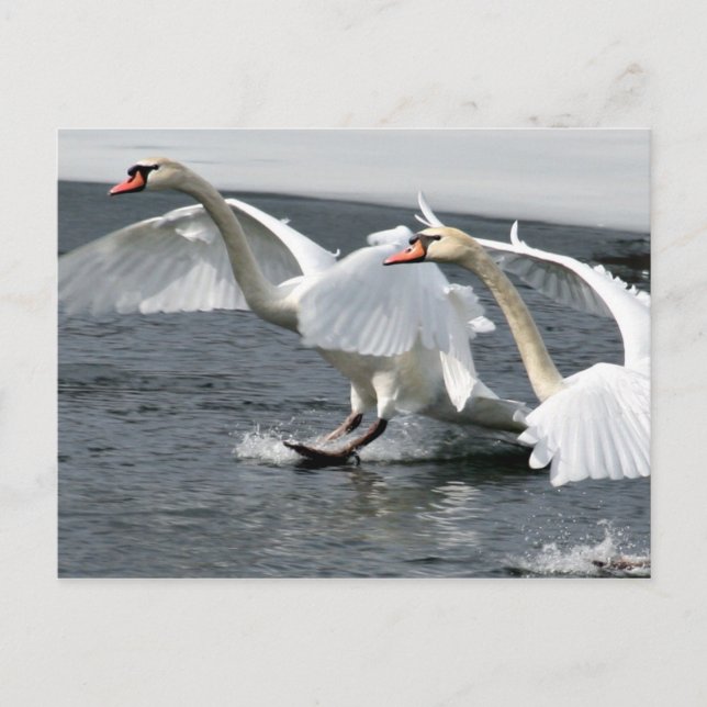 Winter Swans Landing Postcard Postkarte (Vorderseite)