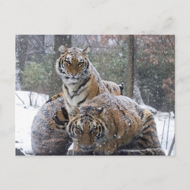 Winter Tiger Cuddle Postkarte (Vorderseite)
