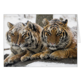 Winter-Tiger knuddeln im Schnee