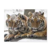 Winter-Tiger knuddeln im Schnee