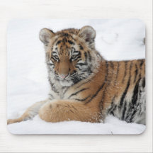 Winter Tiger