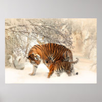Winter Tigers Poster