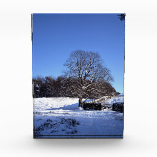 Winter Tree Lyme Park Holiday Card Poster Fotoblock