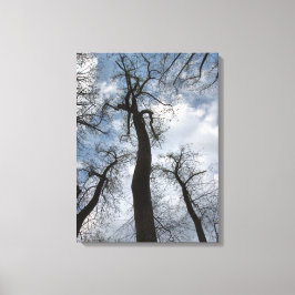 Winter Tulip Poplar Trees Cloudy Blue Sky Leinwanddruck