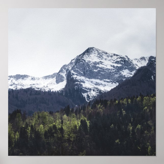 Winter und Frühling - grüne Bäume und schneebedeck Poster (Vorne)