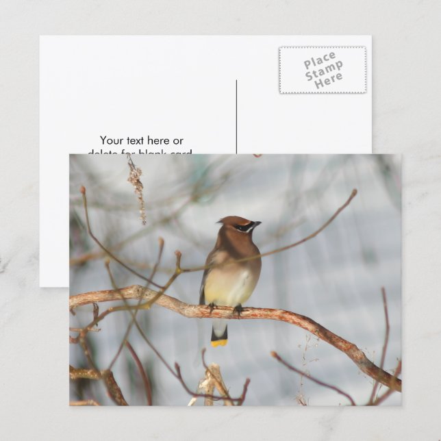 Winter Waxwing Wildlife Nature Photo Personalized Postkarte (Vorne/Hinten)