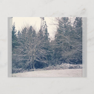 Winter White Postkarte