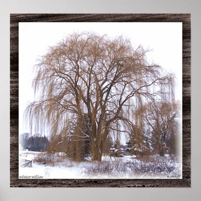 Winter Willow- Matt Poster (Vorne)