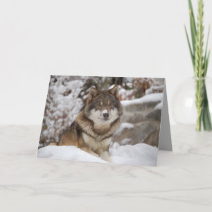 Winter Wolf Karte