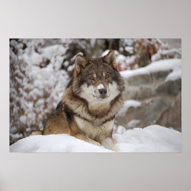 Winter Wolf Poster (Vorne)