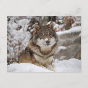 Winter Wolf Postkarte