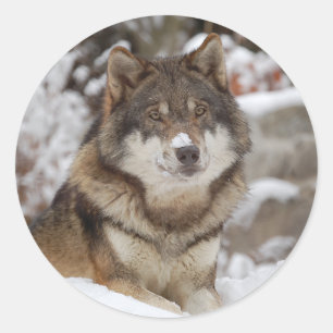 Winter Wolf Runder Aufkleber