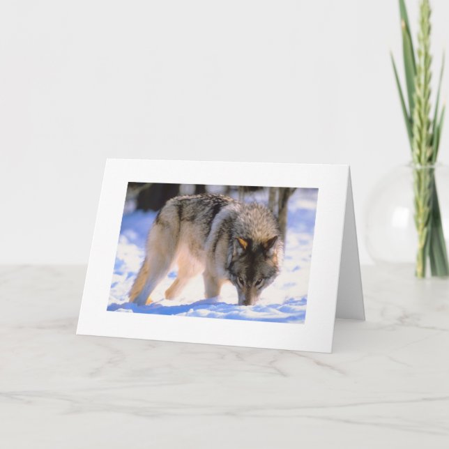 Winter Wolf Weihnachtsschneeurlaub Feiertagskarte (Vorderseite)